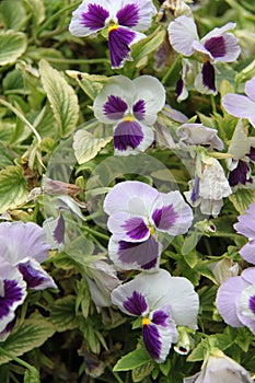 White and Purple Pancy Flowers