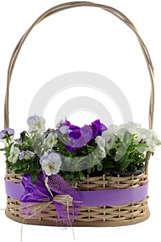 White and purple pansies in a decorative wicker basket isolated on white background