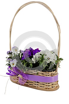 White and purple pansies in a decorative wicker basket isolated on white background