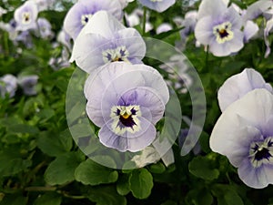 White purple pansy