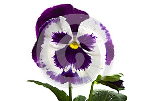 White purple pansy