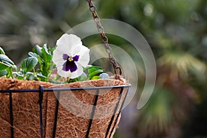 A white and purple pansy in a hanging basket