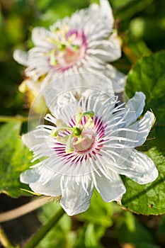 White Purple Passion Flower photo