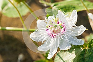 White Purple Passion Flower photo