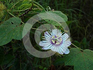 White and purple passionfruit flower in the wilds