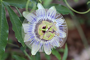 White and purple passionvine flower IV photo