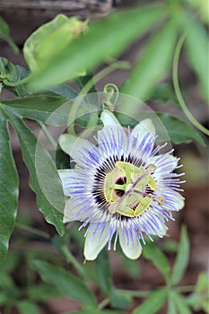 White and purple passionvine flower II photo