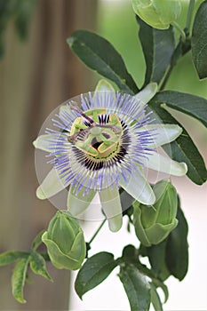 White and purple passionvine flower III photo