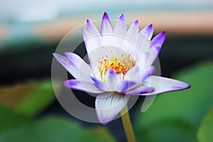 White and purple petals. There is a golden yellow stamen of a blooming lotus