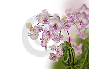 White-purple phalaenopsis orchid flower