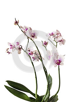 White-purple phalaenopsis orchid flower