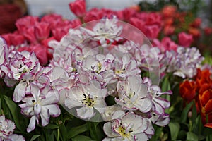 white, purple and pink blooming shirley tulips in Botanical Garden of Moscow University `Pharmacy Garden` or `Aptekarskyi ogorod`