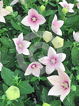 White and purple platycodon ballon flowers