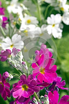 White and Purple Primula