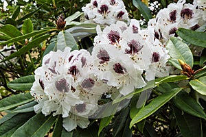 White and purple rhododendron flowers.