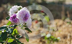 White and purple rose flower on blur background