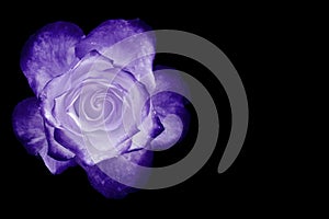 White and purple rose isolated on black