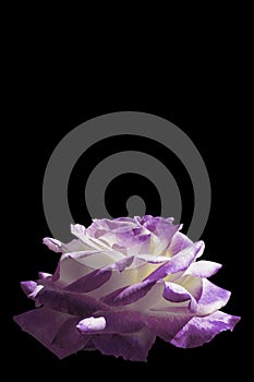 White and purple rose isolated on black