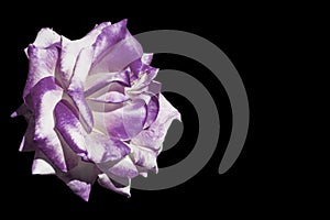 White and purple rose isolated on black