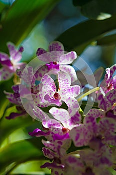 White purple spotted wild orchid Rhynchostylis gigantea.