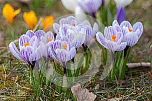 White-purple spring crocuses close-up.