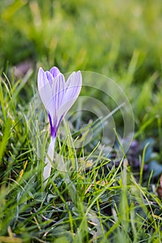 White and purple striped crocus