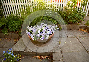 White and purple summer flowers growing in clay flowerpot or pot in a secluded backyard at home. Petunia atkinsiana