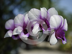 White and purple Thail orchid flower spray