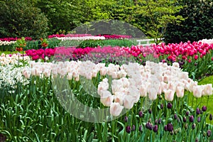 White and purple tulip field in the Keukenhof in 2022 in the Netherlands