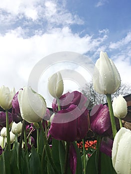 White and Purple Tulips under the blue sky