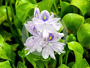 white and purple water hyacinth.