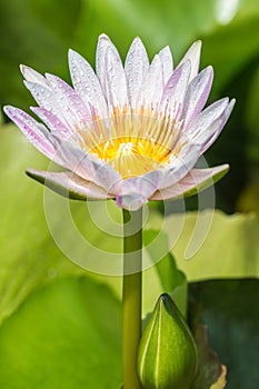 White purple water lily and bud.