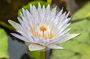 White and purple water lily or lotus flower.