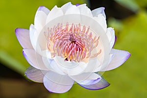 White purple water lily or lotus flower.