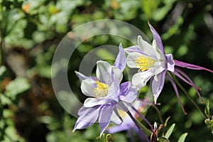 White purple wild columbine flowers