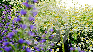 White and purple wildflowers. Chamomile and salvia flowers.Flowerbed with wildflowers in a natural style. Piet Oudolf