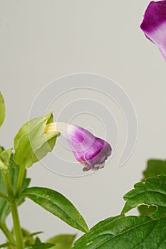 White-purple wishbone flower (Torenia fournieri) against lush green leaves, elegantly captured against a white backdrop.