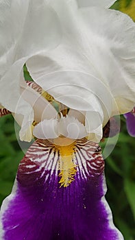 White, purple and yellow bloomed iris flower close up