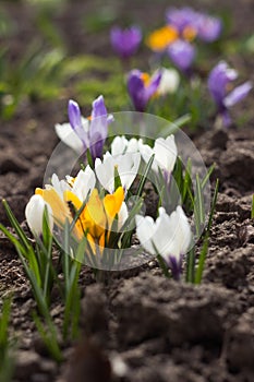 White, purple and yellow crocuses grow in the garden. Some of the first bright spring flowers bloom, background