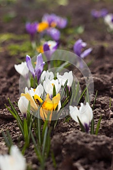 White, purple and yellow crocuses grow in the garden. Some of the first bright spring flowers bloom, background