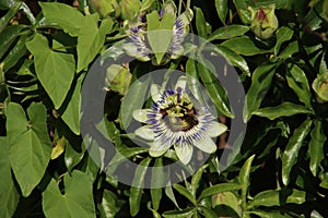 White, purple and yellow flower head of the passiflora passionflower