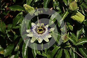 White, purple and yellow flower head of the passiflora passionflower