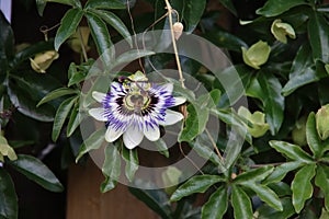 White, purple and yellow flower head of the passiflora passionflower
