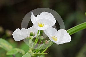 White Pusley Flower