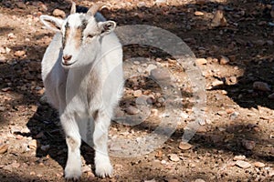 White Pygmy Goat