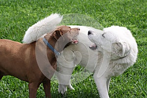 White Pyrenean Mountain Dog Playing With Brown Pitbull