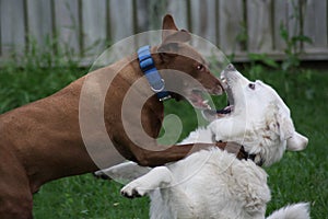 White Pyrenean Mountain Dog Playing With Brown Pitbull