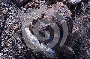 WHITE QUARTZITE EXPOSED IN A ROCK BETWEEN DRY GRASS