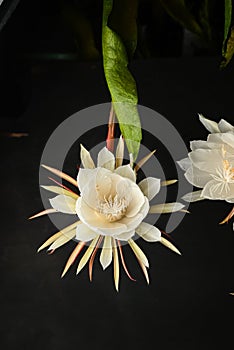 White queen of the night or fishbone cactus