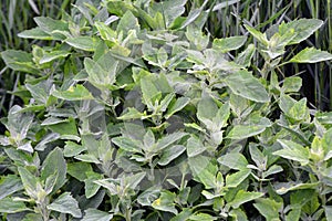 White quinoa Chenopodium album grows in nature